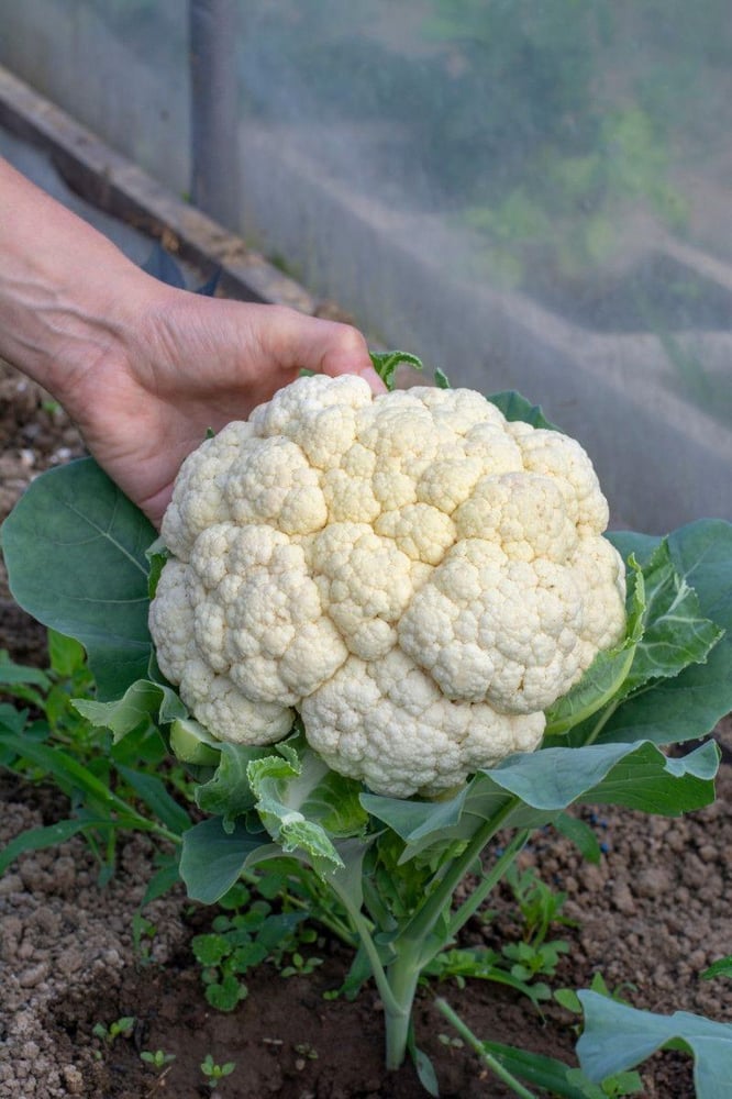 بذور قرنبيط ابيض - white cauliflower seeds