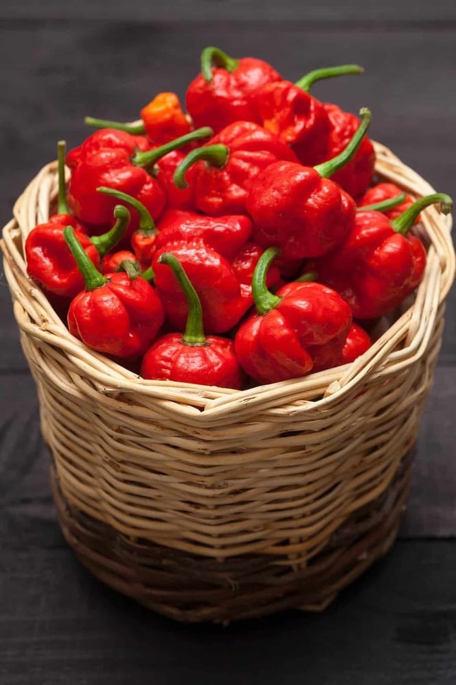 بذور فلفل سكوتش بونيت الحار - Pepper Hot Scotch Bonnet Red Seeds