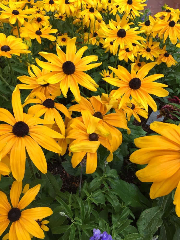 بذور زهور رودبيكيا الصيف الهندي حاصلة على علامة الجودة الاوربية . -Indian summer rudbeckia seeds