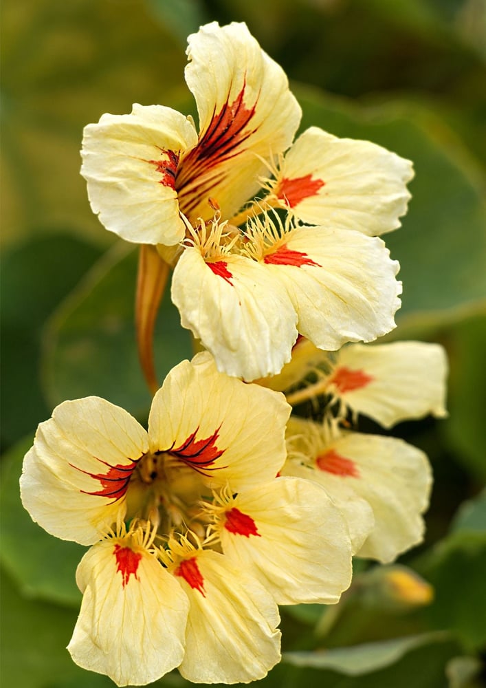 بذور ابو خنجر( نسترشيوم ) الخوخ ميلبا  Peach Melba Nasturtium  Seeds