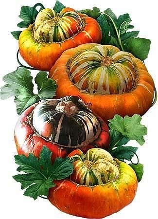 بذور يقطين عمامة الترك - Turkish turban pumpkin seeds