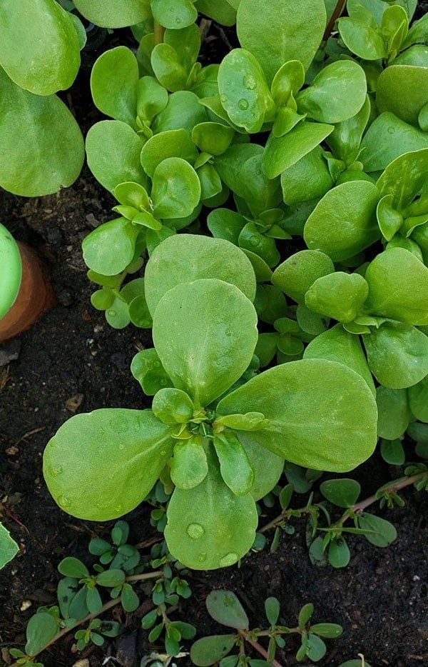 بذور البربير (فزفخ) او الرجلة او البقلة ( عضوي ) Barberry seeds, purslane, or squill (organic)