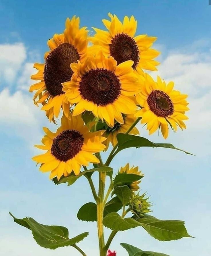 بذور زهور عباد الشمس متعدد الاصناف ومتوارث - Sunflowers of many varieties