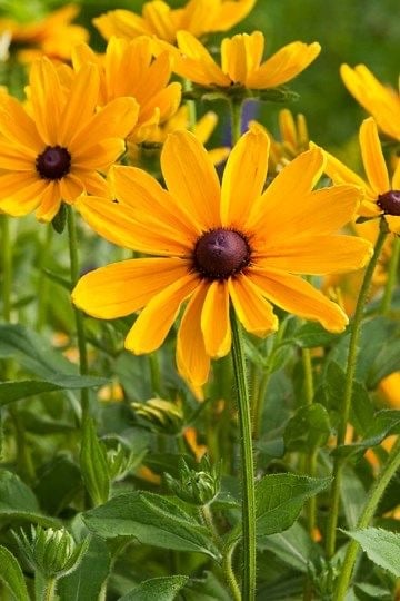 بذور زهور رودبيكيا الصيف الهندي حاصلة على علامة الجودة الاوربية . -Indian summer rudbeckia seeds