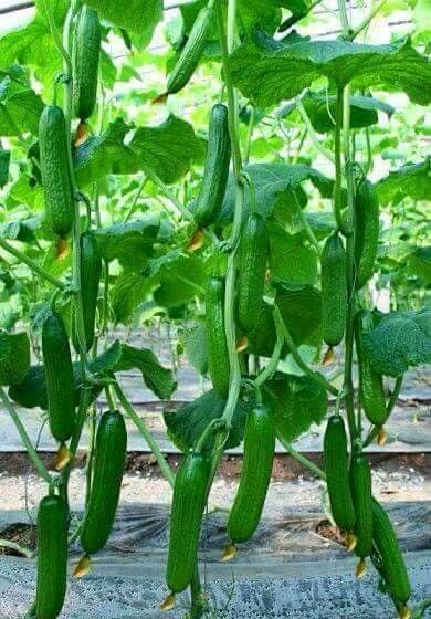 بذور خيار سقراط F1 - Cucumber SOCRATES F1