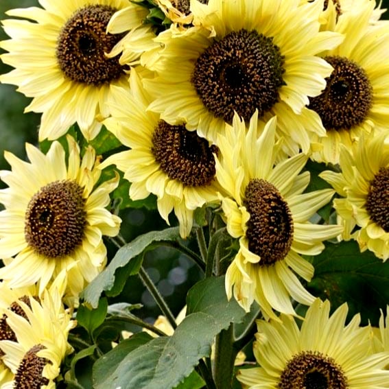 بذور زهور دوار الشمس ملكة الليمون -Lemon Queen Sunflower