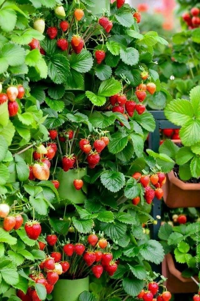 بذور فراولة ديليسيان F1- Strawberry Delician