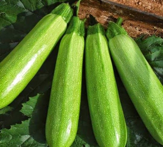 بذور كوسا الشروق الأخضر  - Green Sunrise Zucchini Seeds