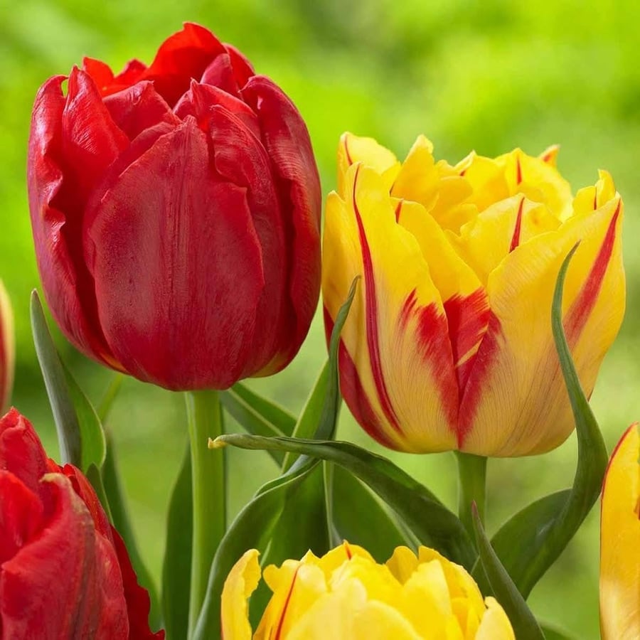 ابصال زهور التوليب المزدوجة مبكس  -Double tulip bulbs