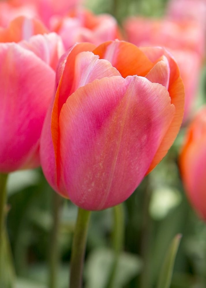 ابصال التوليب الخوخ فوكس - TULIPA  APRICOT FOXX
