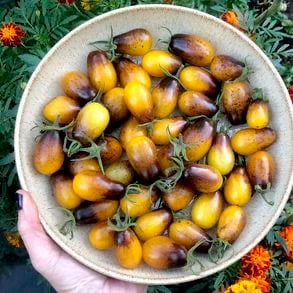 بذور طماطم نيلي كمثري ذات 1000 ثمرة - Tomato Indigo Pear Drops