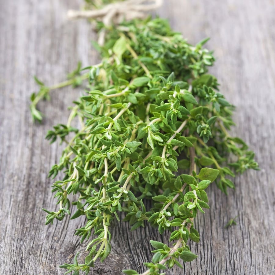 بذور زعتر ثايم فرنسي - French thyme seeds