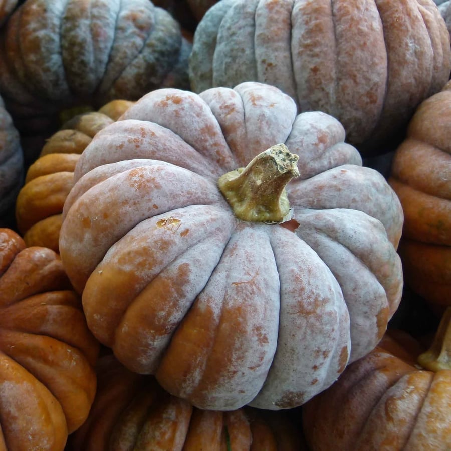 بذور يقطين المسك - Musk pumpkin seeds