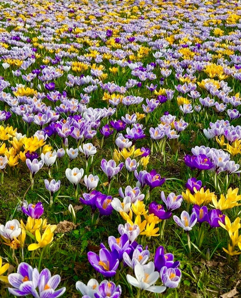 ابصال زهور الزعفران البري ( الكروكس). -"Crocus Botanical Mix)
