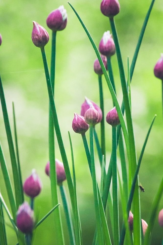 بدور ثوم معمر باوراق قوية -Perennial garlic seeds with strong leaves