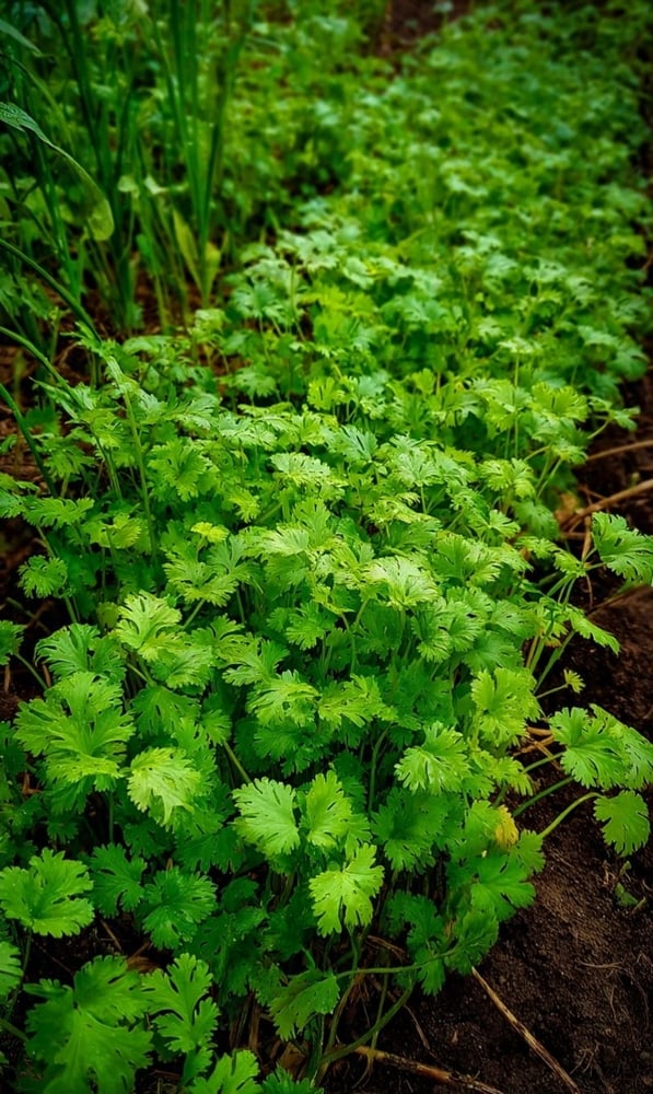 بقدونس بلدي  عضوي ( متوارث ) -Heirloom parsley