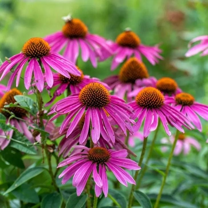 بذور زهور إشنسا ( القنفدية ) - زهرة المخروط الأرجوانية - Echinacea - Purple Coneflower Seeds