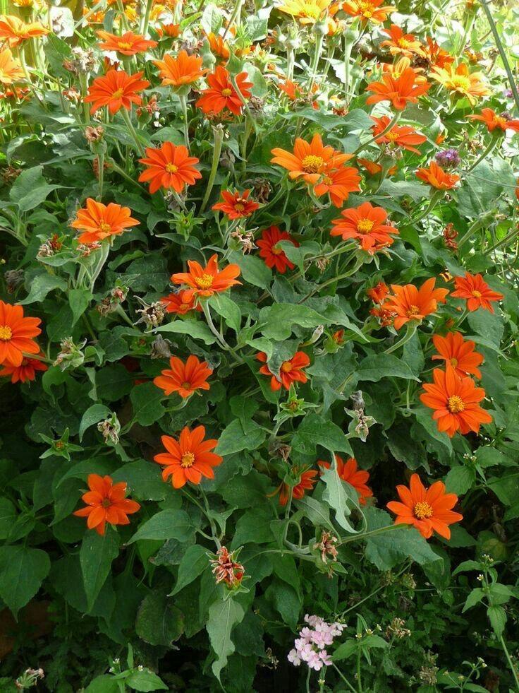 بذور دوار الشمس المكسيكية - Mexican Sunflower Seeds
