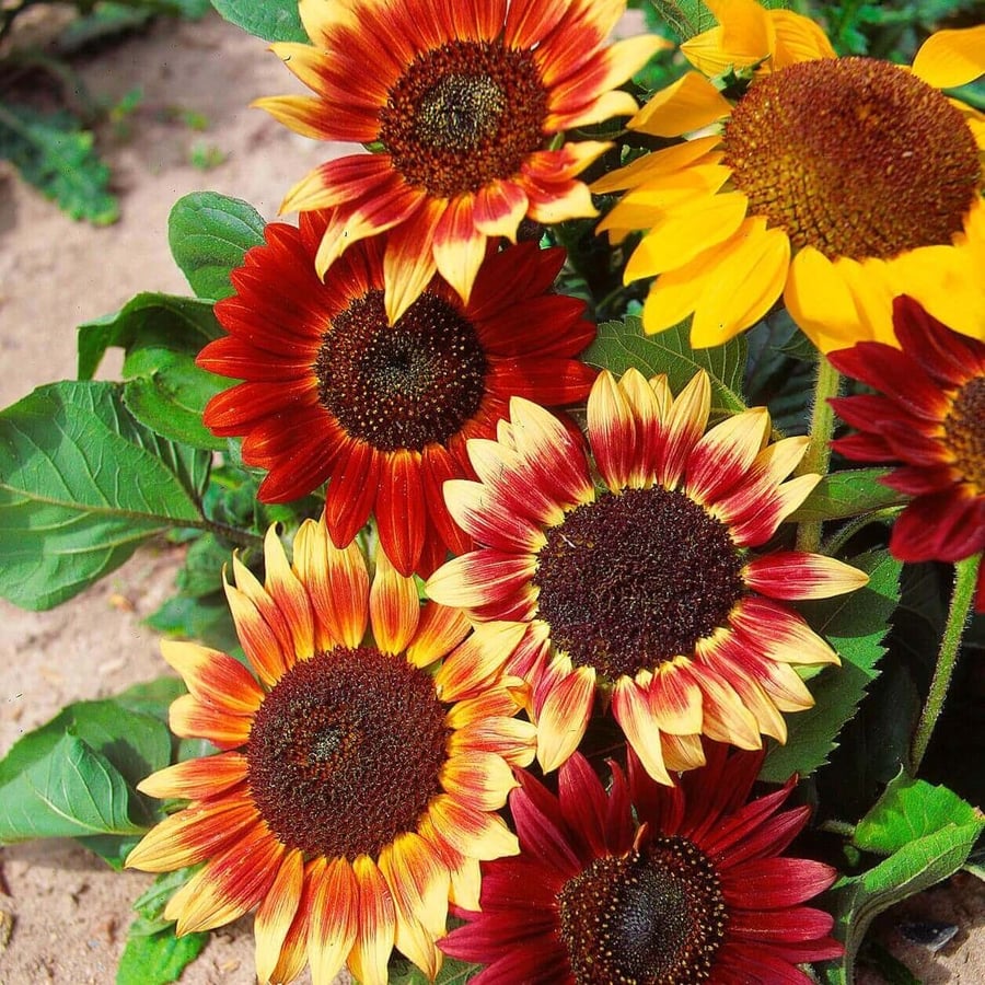 بذور زهور عباد الشمس متعدد الاصناف ومتوارث - Sunflowers of many varieties