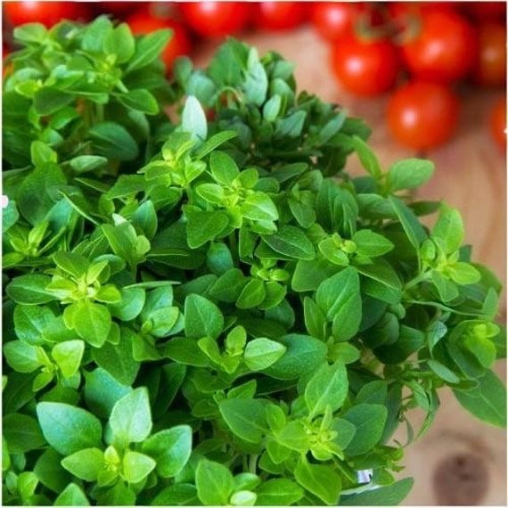 بذور اوريجانو يوناني ( متوارث) - Oregano GREEK