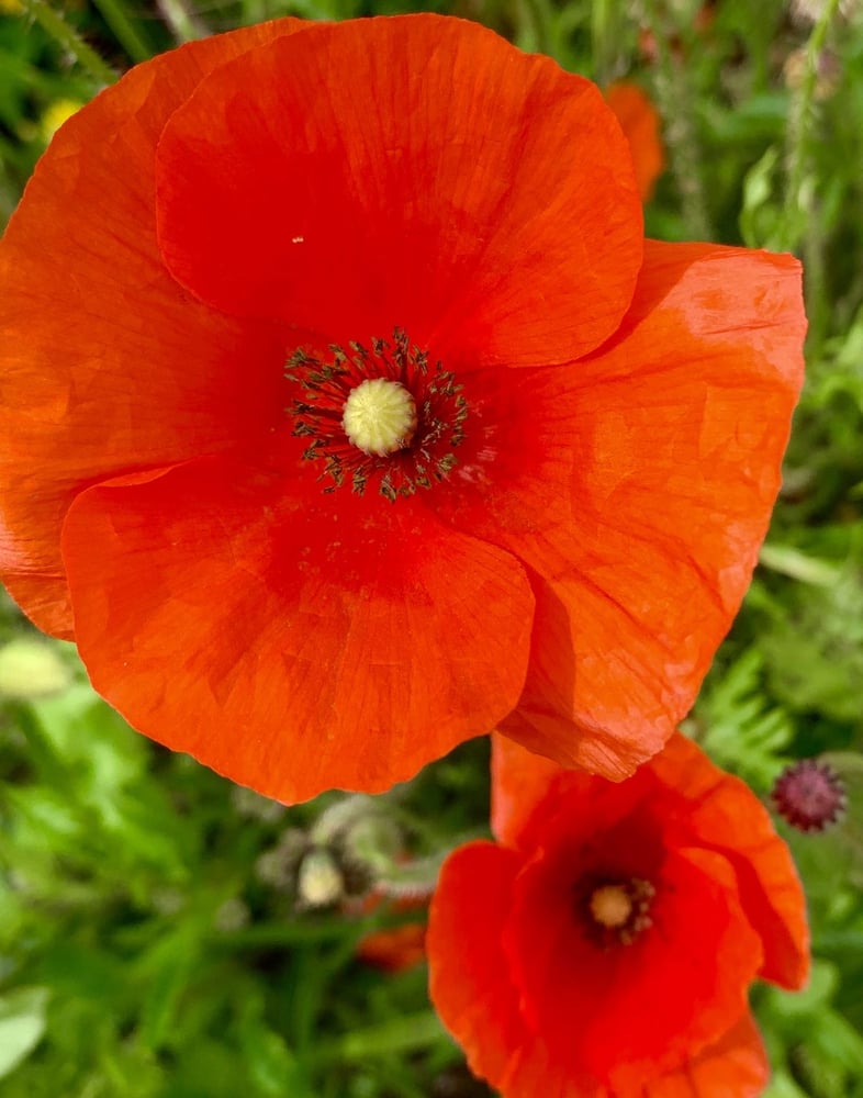 بذور زهور شقائق النعمان كالفورنيا الأحمر ( ديدحان ) - California Red Anemone Seeds
