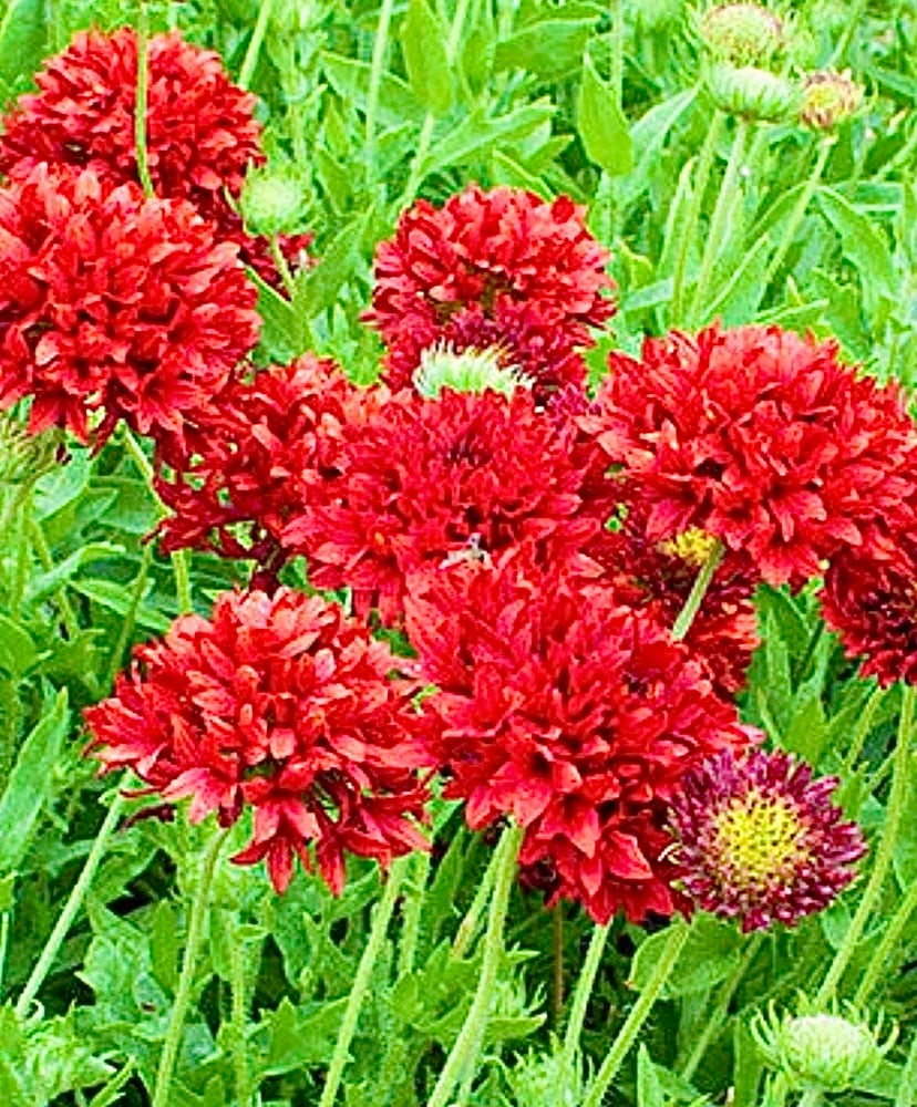 بذور عنبر كشميري احمر مزدوجة -   Gaillardia Pulchella Red