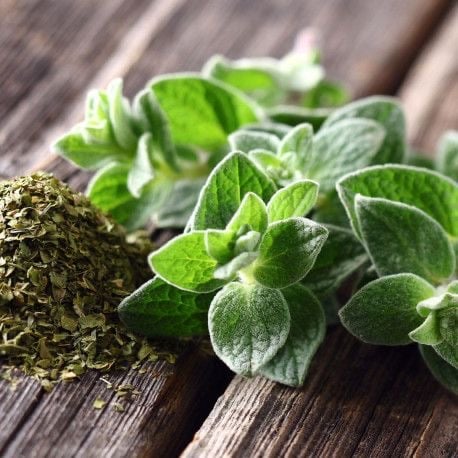 بذور  زعتر  سوري - Syrian thyme seeds