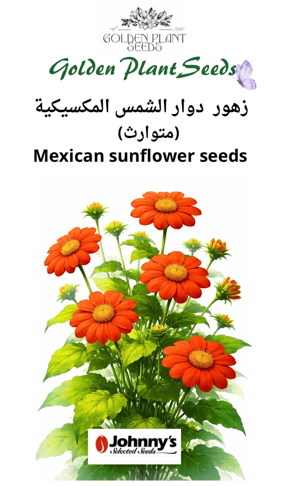 بذور دوار الشمس المكسيكية ثيتونيا - Mexican Sunflower Tithonia Seeds