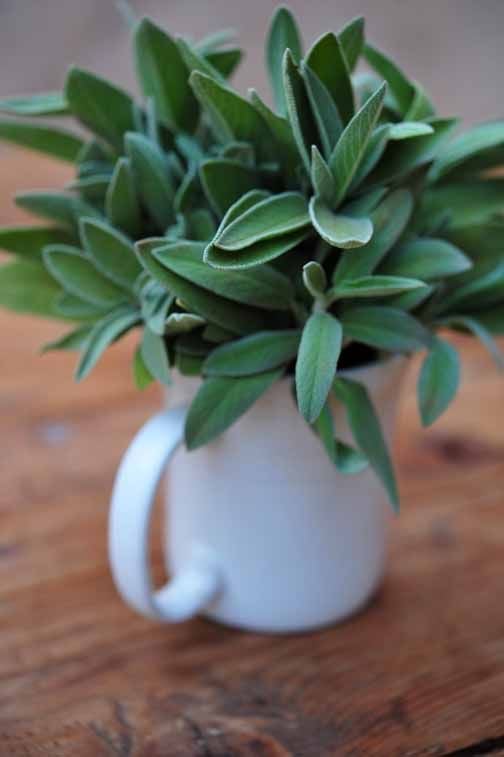 بذور عشبة الميرمية - Sage seeds