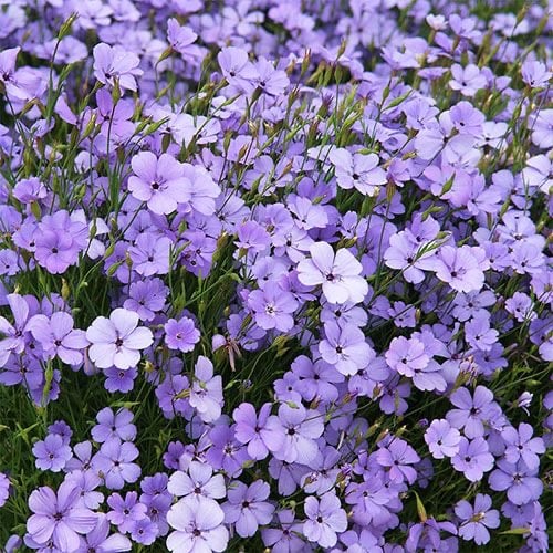 بذور زهور سيلين الملاك الأزرق - Celine Flower Seeds Blue Angel