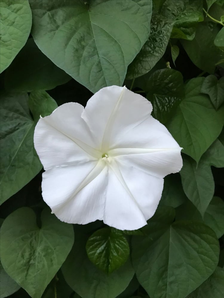 بذور متسلقة زهرة القمر (متوارث) - Moonflower (inherited