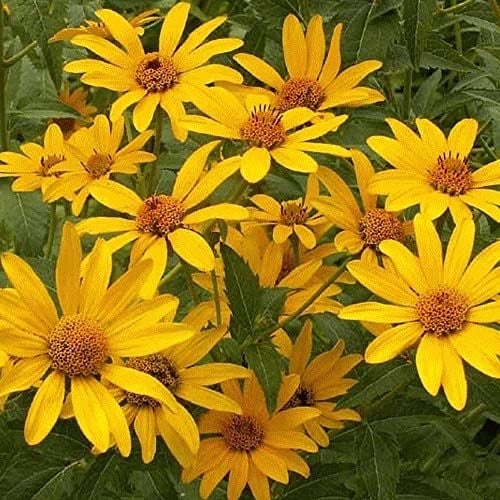 بذور دوار الشمس عين الثور - Sunflower Ox Eye