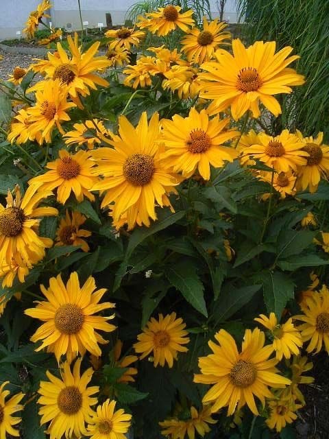 بذور دوار الشمس عين الثور - Sunflower Ox Eye