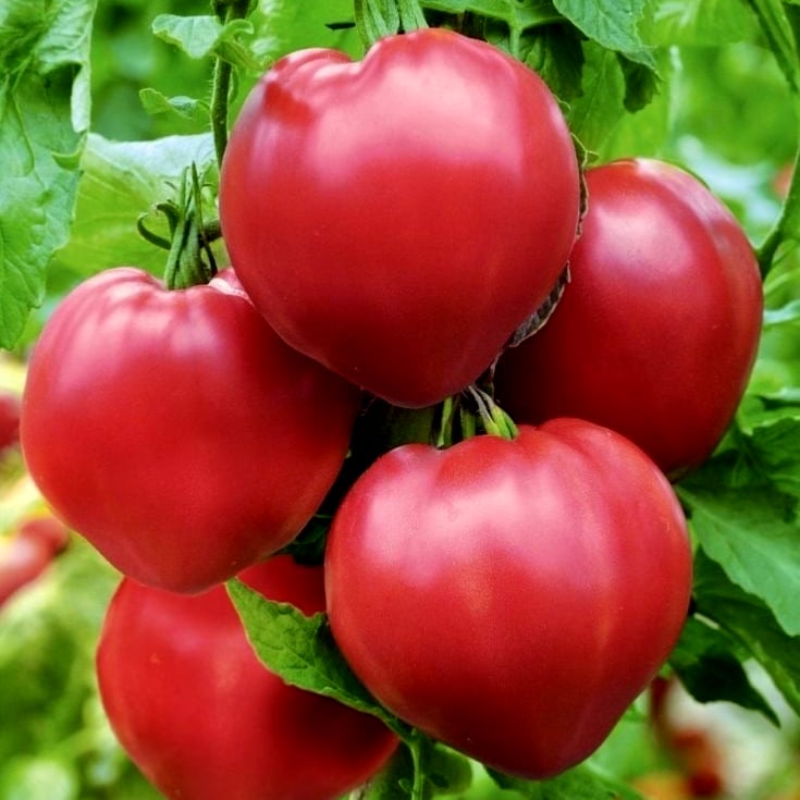 بذور الطماطم العملاقة هيرودس قلب الثور -Giant tomato seeds Herodes Bull's Heart