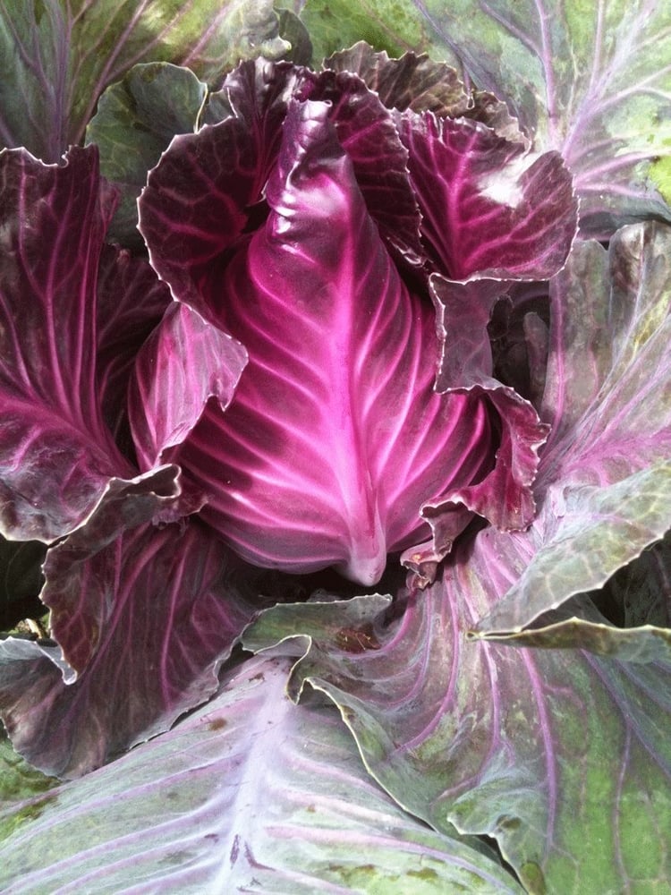 بذور ملفوف  كاليبوس الأحمر الناذر  - Red Calypso cabbage seeds