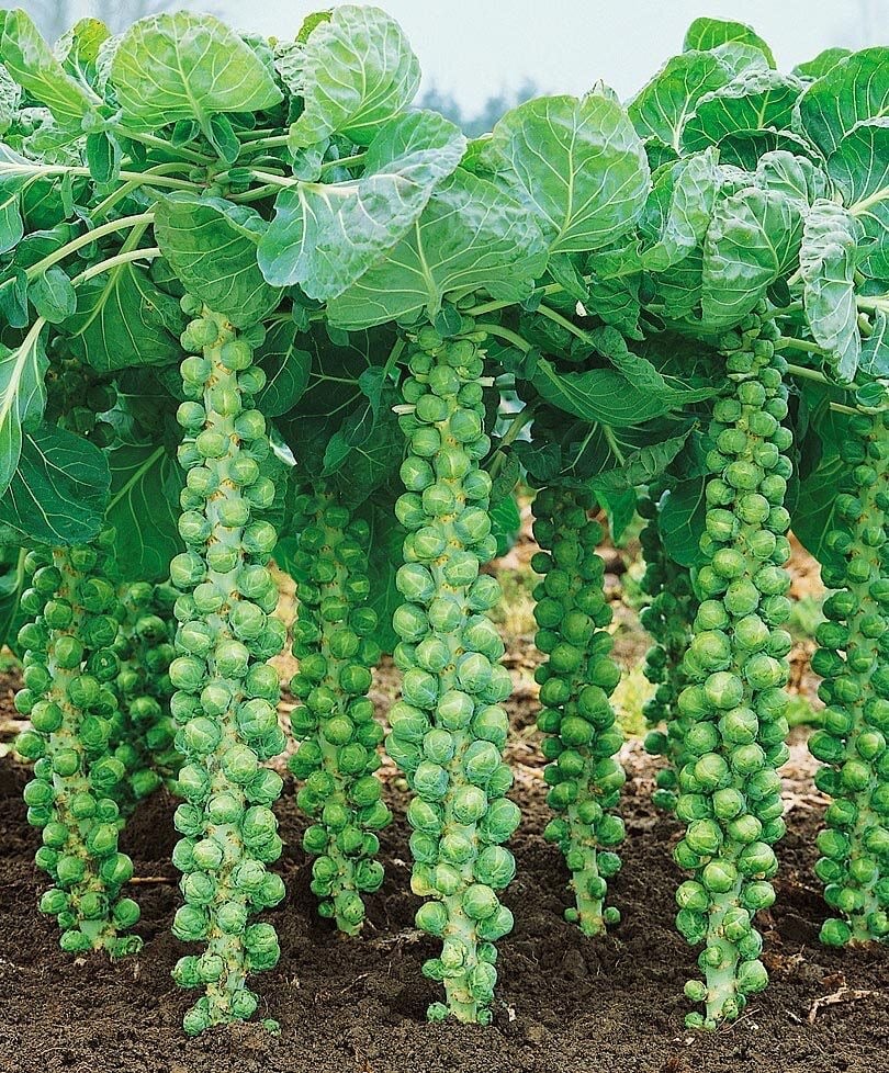 بذور براسل سبروات  ملفوف صغير (هجين) -Brussels Sprout BRECHIN F1