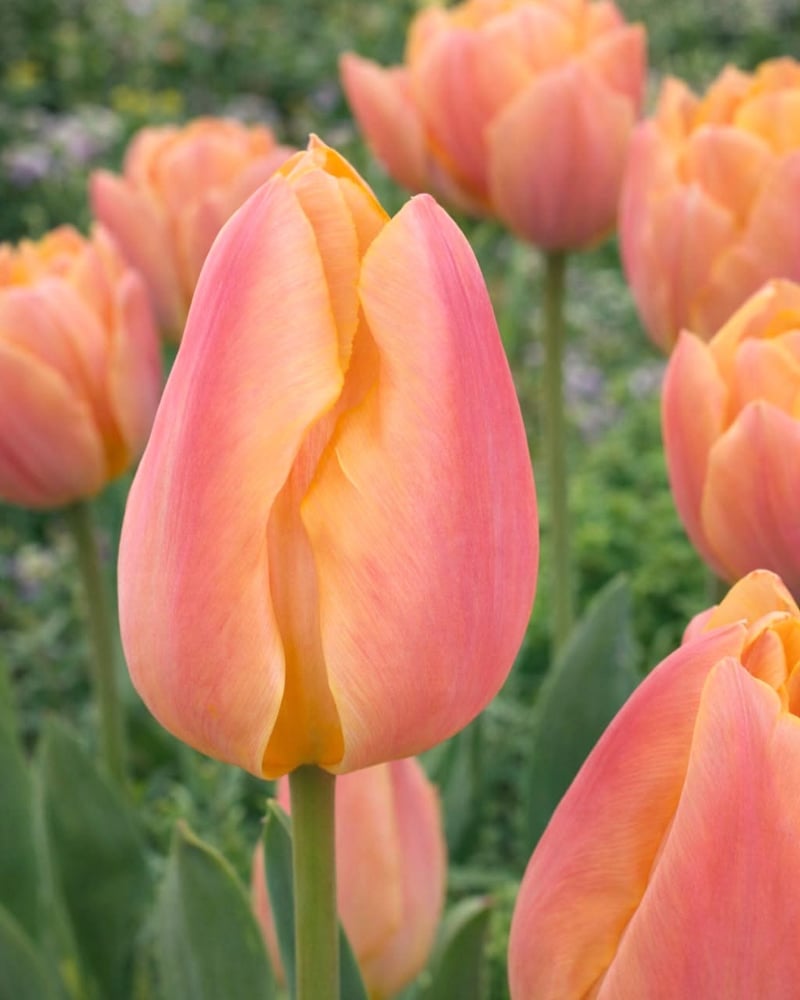 ابصال التوليب الخوخ فوكس - TULIPA  APRICOT FOXX