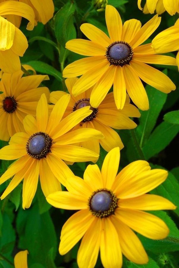 بذور زهور رودبيكيا الصيف الهندي حاصلة على علامة الجودة الاوربية . -Indian summer rudbeckia seeds