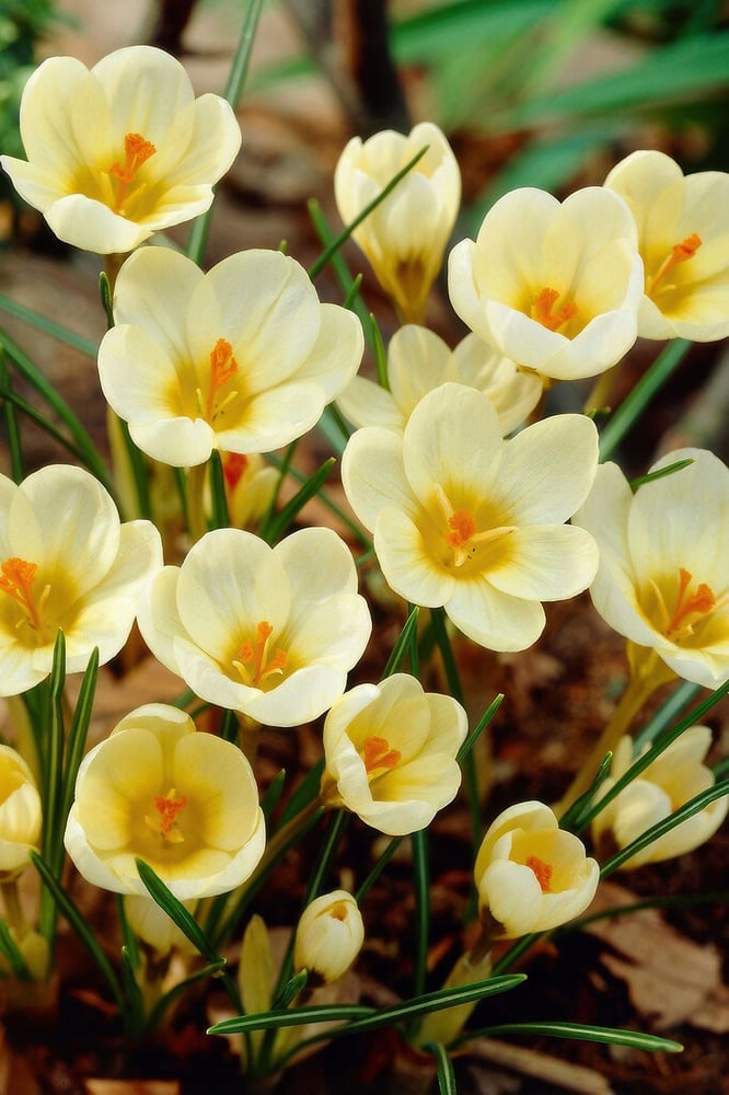 ابصال زهور الزعفران كريم بيوتي - FLOWER BULB CROCUS CREAM BEAUTY Pickwick Saffron