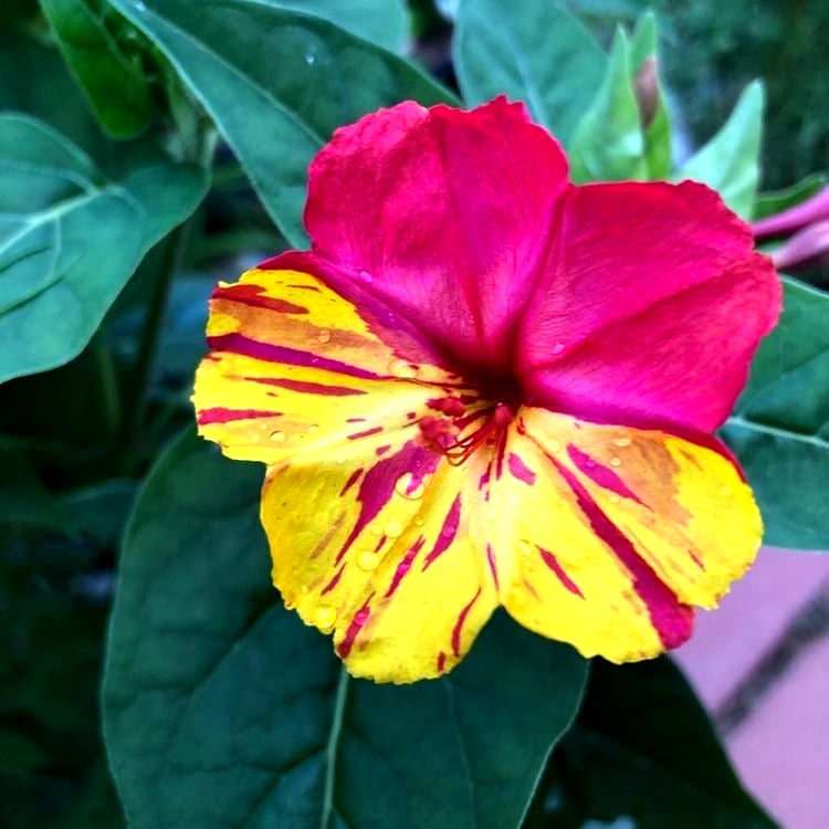 بذور  زهور الساعة الرابعة (متوارثة) - Four O'Clock Flower Seeds (Heirloom)