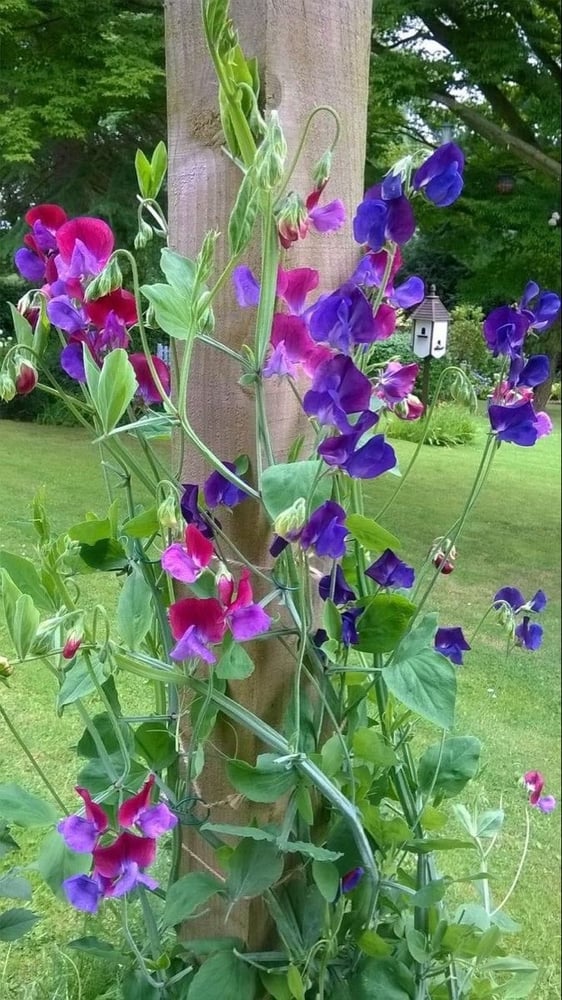 بذور سويت بيا ( شركة جونسون ) - Sweet Pea