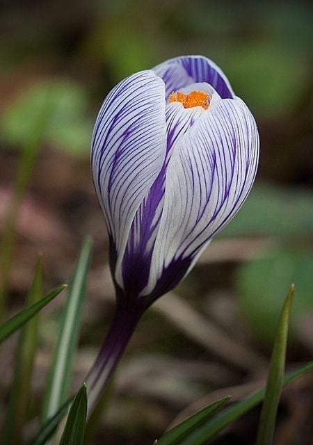 أبصال زهور الزعفران الربيعي - Crocus vernus