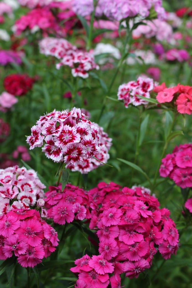 بذور  زهور القرنفل اللطيف بينوكيو (سويت وليام )-Cute Pinocchio carnation flower seeds