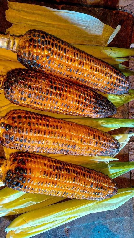 بذور ذرة حلوة جولدن بانتام - Golden Bantam Sweet Corn Seeds