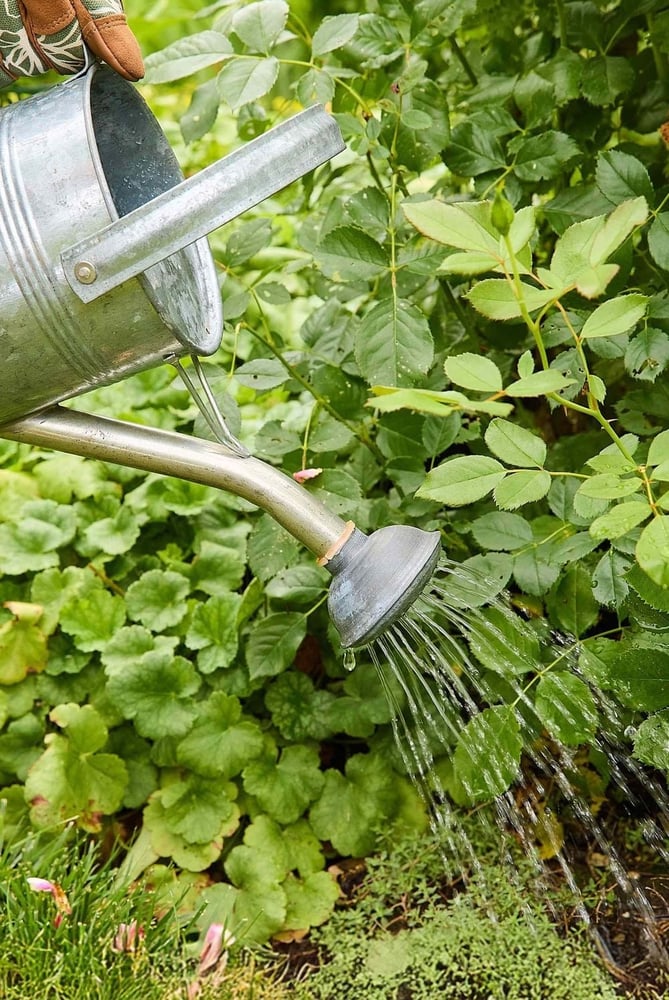 بكتيريا نافعة - AZOS Beneficial Bacteria