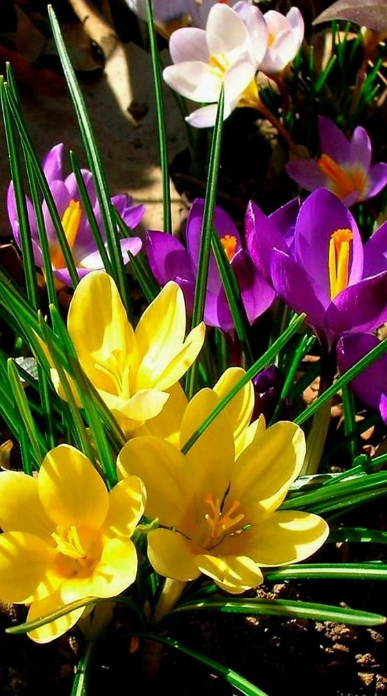 ابصال زهور الزعفران البري ( الكروكس). -"Crocus Botanical Mix)