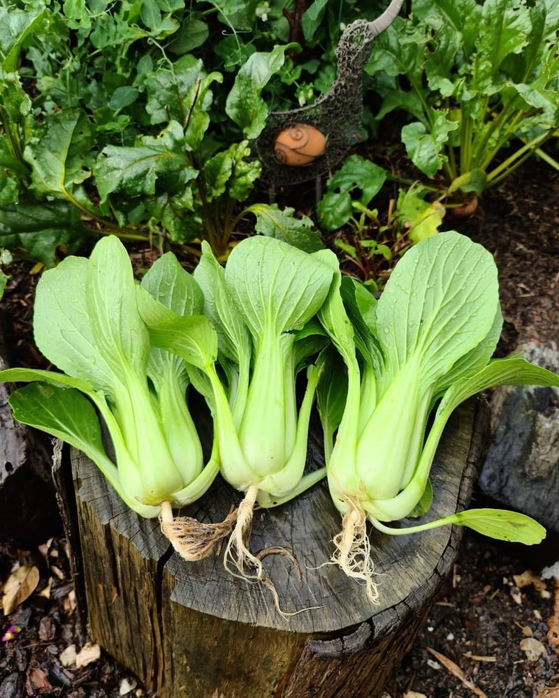 بذور بوك تشوي شنغهاي العضوي ( متوارث) -Shanghai Organic Bok Choi Seeds