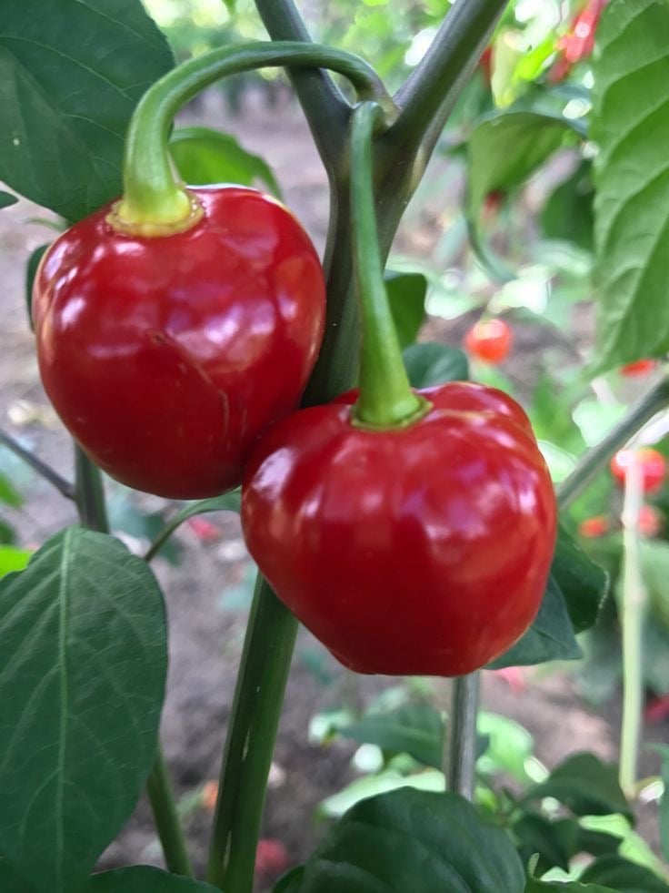 بذور فلفل الكرز الاحمر حلو وبارد -  Pepper Seeds - Sweet - Red Cherry Sweet