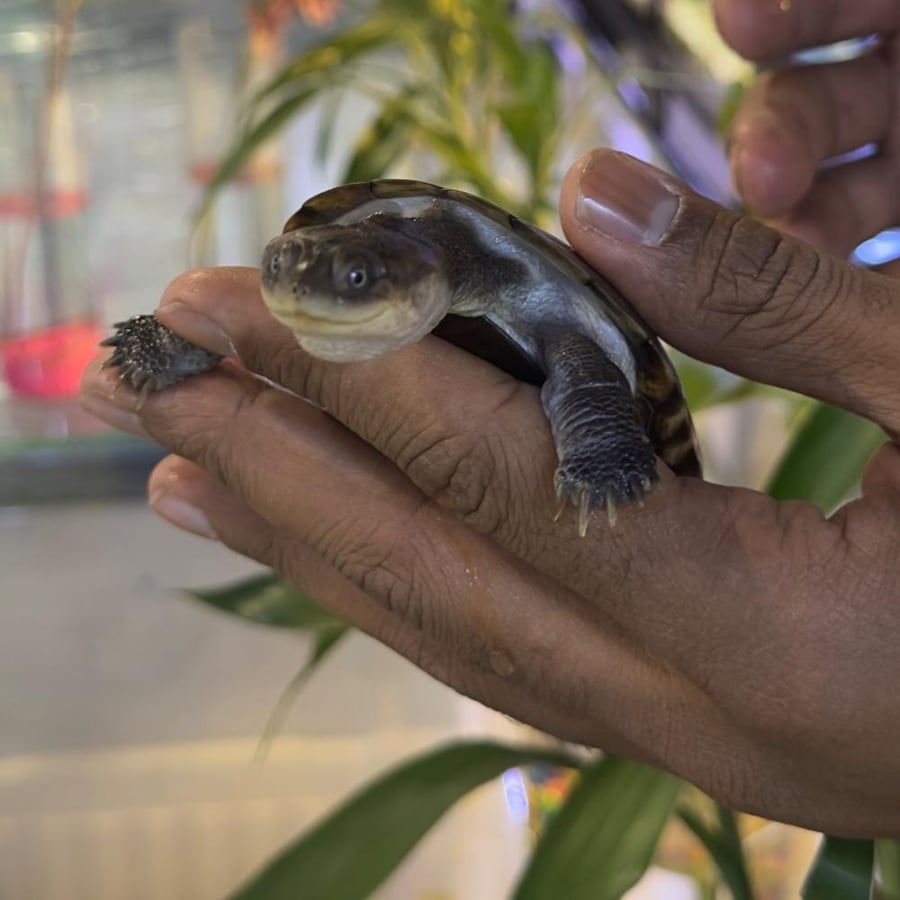 African clay turtle