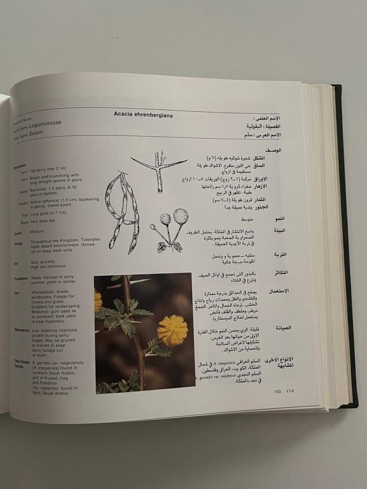 النباتات البرية في الجبيل وينبع .. خصائصها العامة واستخداماتها